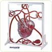 Set Inima si Sistemul circulator