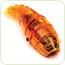 Hexbug Larva