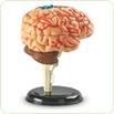 Creierul uman - macheta 
