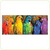 Puzzle 1000 piese Papagali curcubeu 